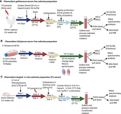 A Hetero-Multimeric Chitinase-Containing Plasmodium falciparum and Plasmodium gallinaceum Ookinete-Secreted Protein Complex Involved in Mosquito Midgut Invasion